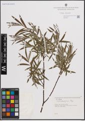 Foto von Salix eleagnos Scop.